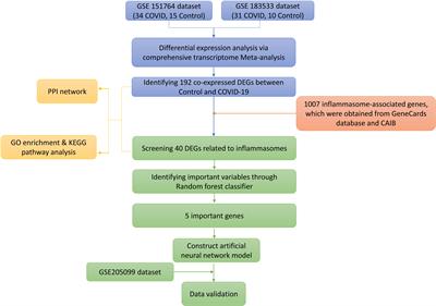 Identifying key genes related to inflammasome in severe COVID-19 patients based on a joint model with random forest and artificial neural network